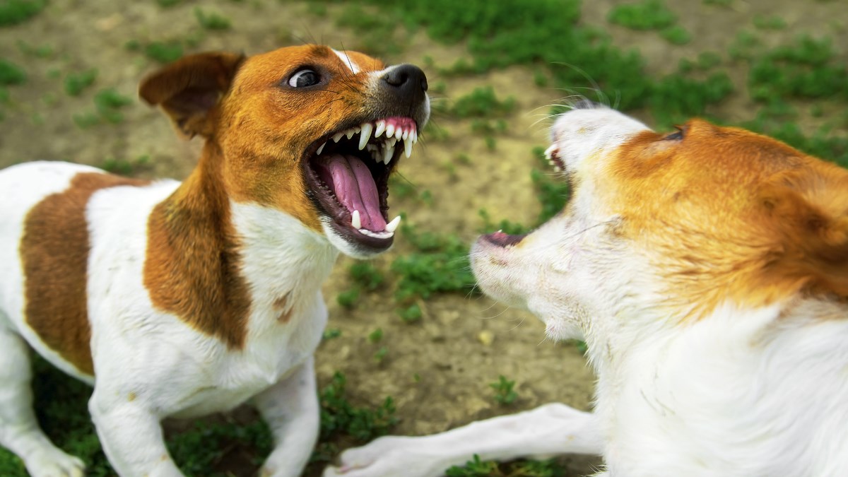 Saznajte koje su 3 pasmine najagresivnije. Odgovor će vas sigurno iznenaditi