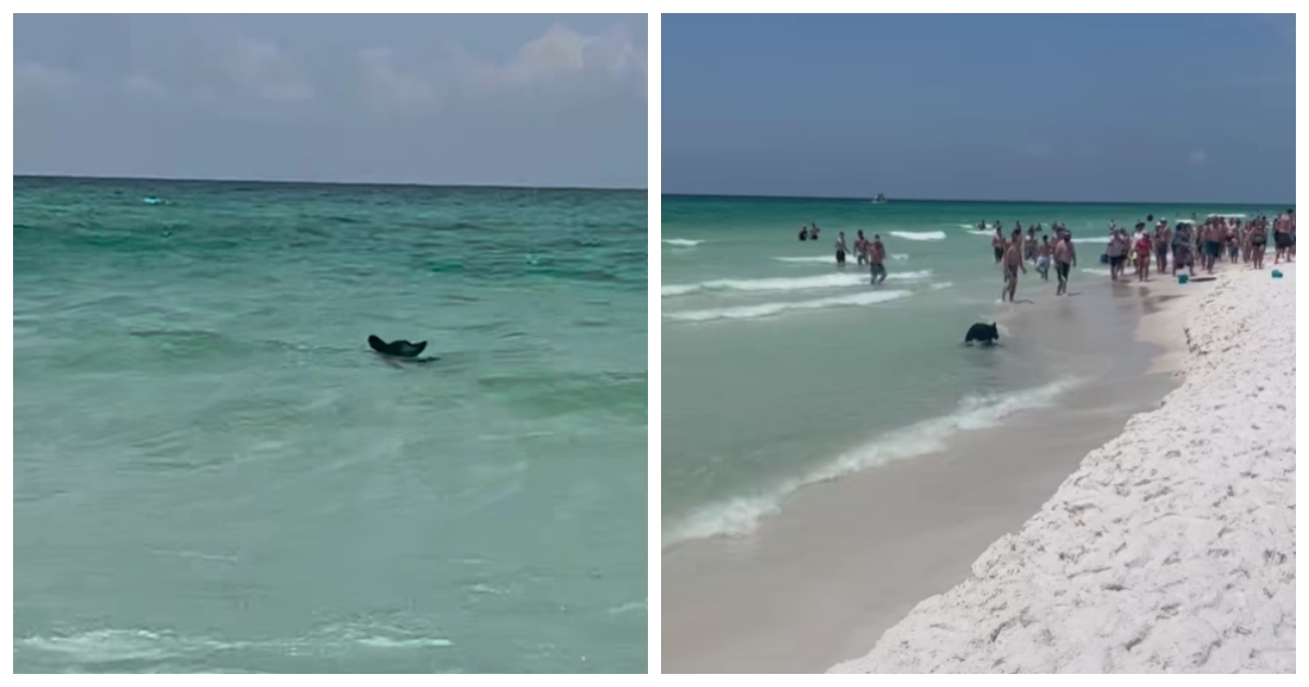 Kupači na plaži ugledali nevjerojatan prizor: "Odakle ova zvijer u moru?"