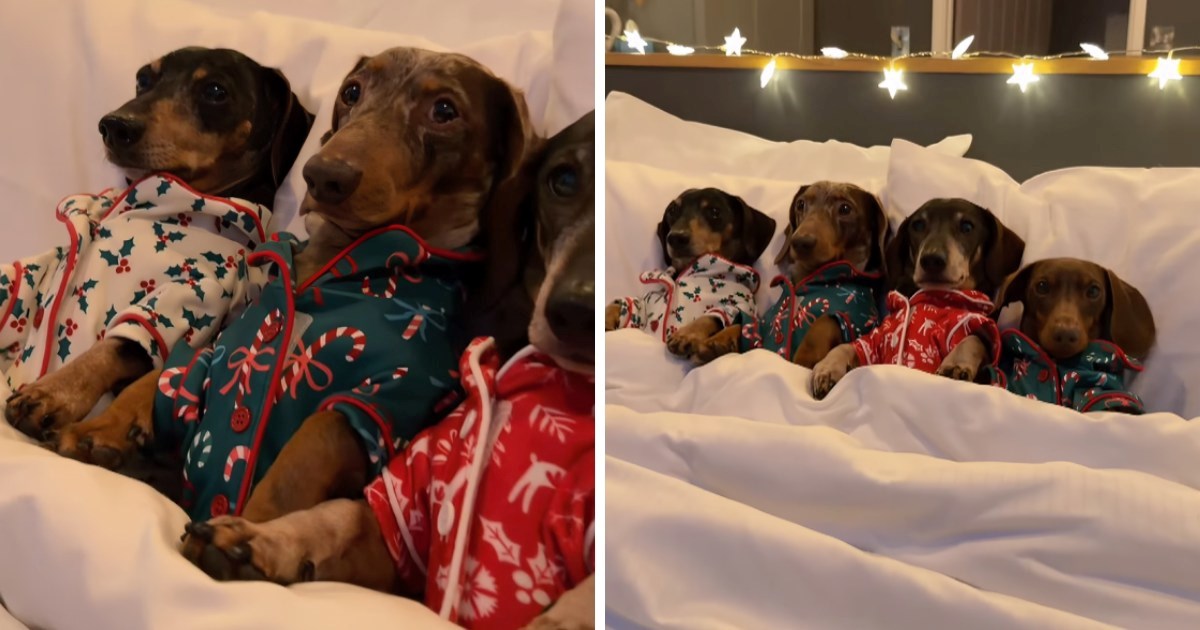 18 milijuna pregleda: Četiri jazavčara u pidžamama osvojila su internet