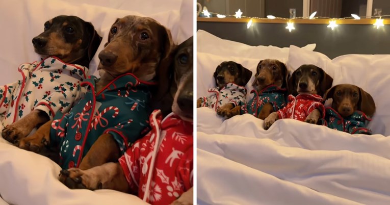 18 milijuna pregleda: Četiri jazavčara u pidžamama osvojila su internet