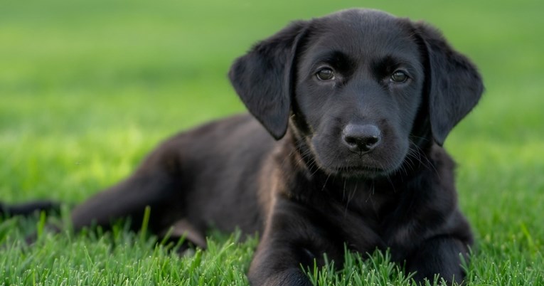 Muškarac iznenadio suprugu štenetom labradora. Njezina reakcija je neprocjenjiva