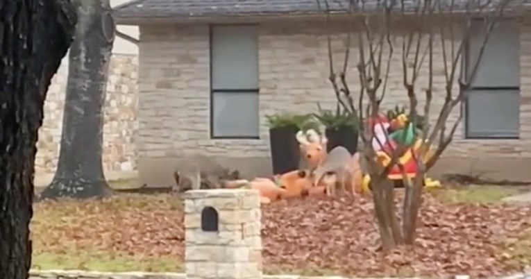 Skupina jelena "napala" sobove na napuhavanje