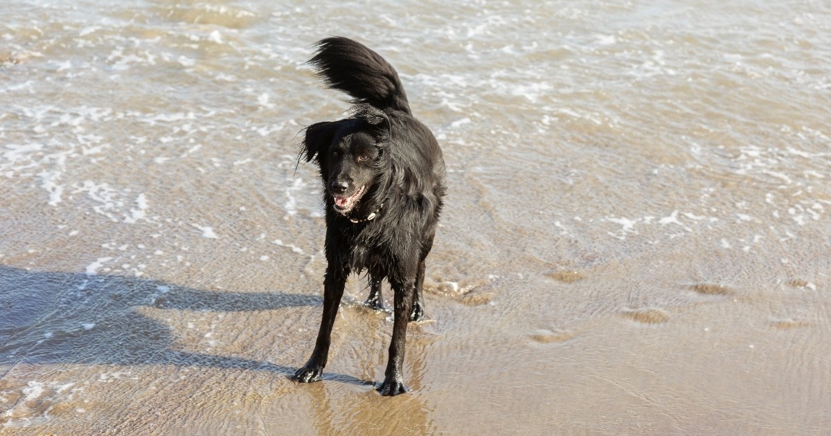 Veterinarka upozorava na šest opasnosti koje vrebaju pse na plaži