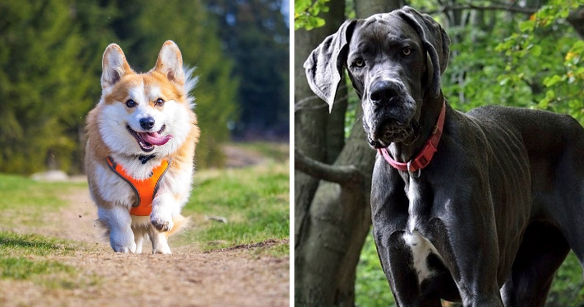 Kako izgleda mješanac njemačke doge i korgija? Odgovor je presladak