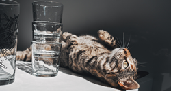 Mačak prvi put probao mineralnu vodu, reakcija je urnebesna