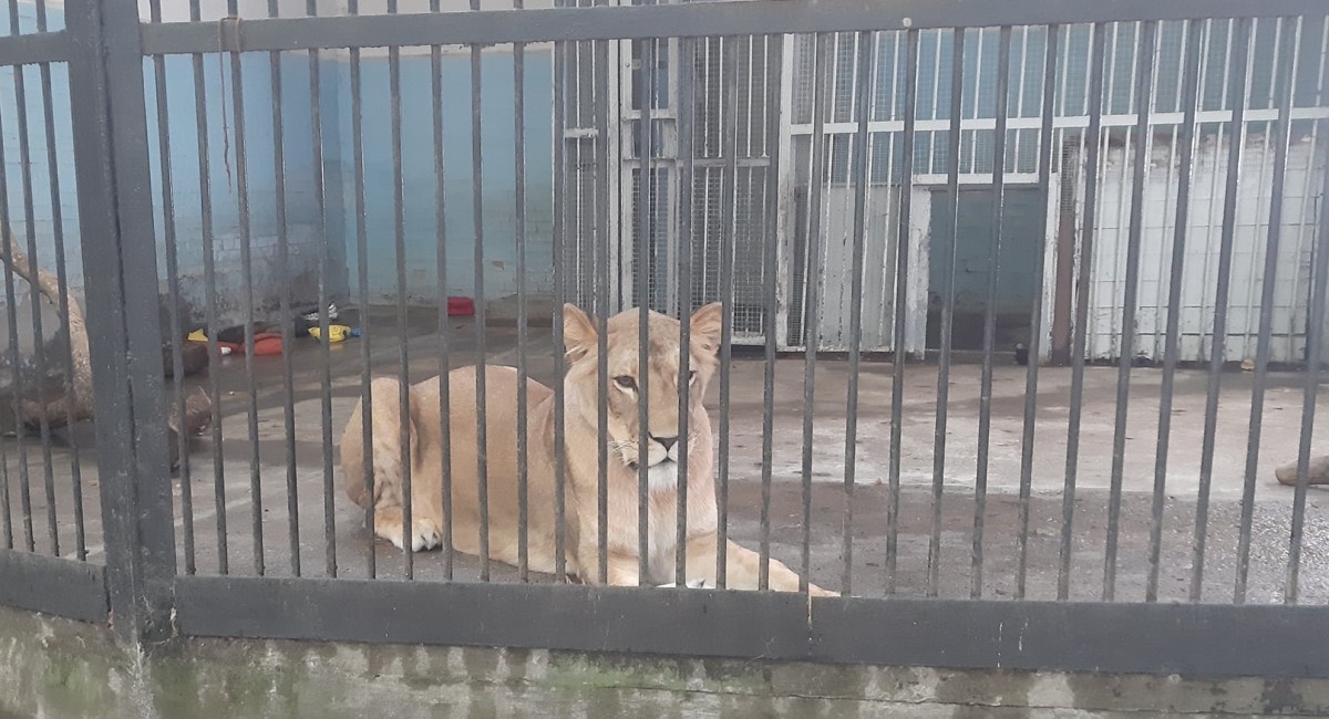 Žena pored Kijeva nakon granatiranja pronašla napuštenu lavicu