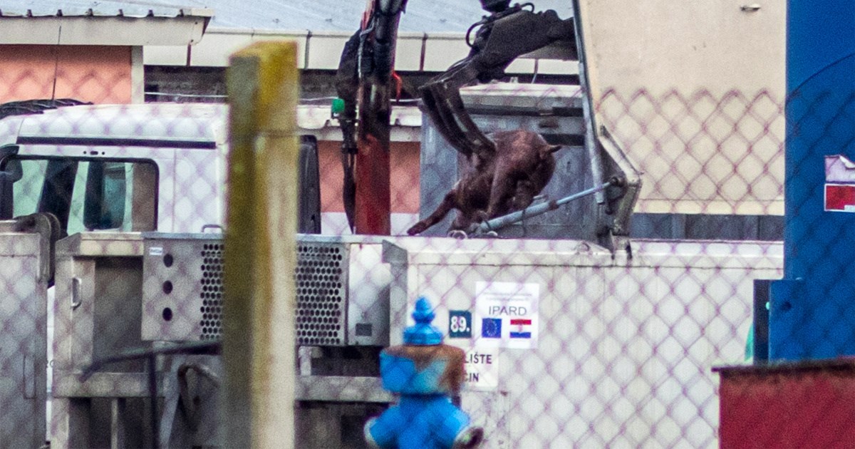 Donosimo reportažu iz Slavonije. OPG-ovci u strahu, svinjama nitko ne smije ni blizu