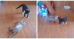 “Preslatko”: Nevjerojatno prijateljstvo mačića i mladunčeta lisice otapa srca