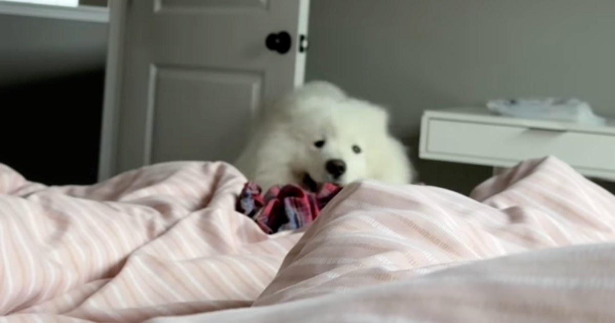 "Najbolja budilica ikad": Pogledajte kako samojed budi vlasnicu