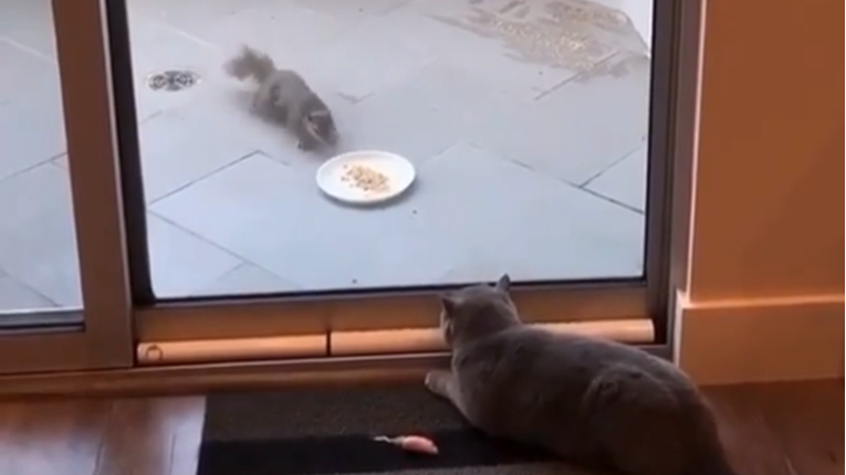 Vjeverica pokušala mački ukrasti hranu, no nije završilo kako se nadala