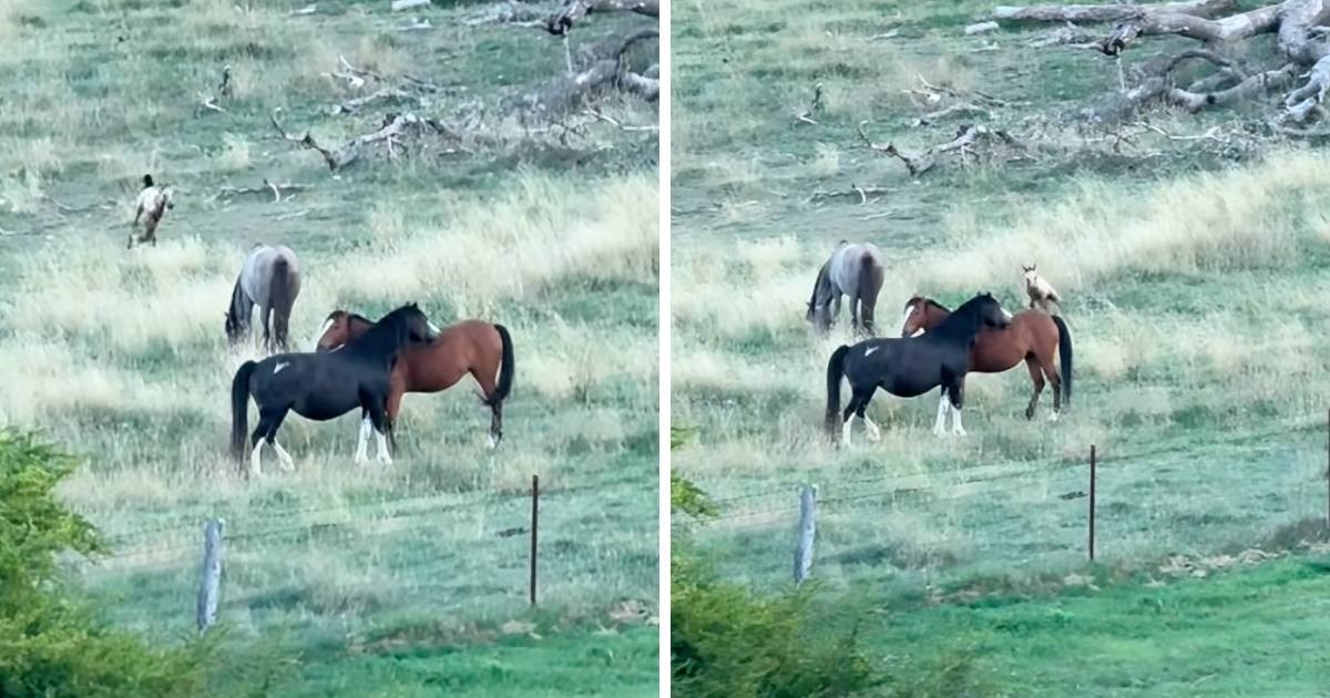 1.5 mil. pregleda: Ždrijebe zaigrano trči po livadi, prizor oduševio mnoge