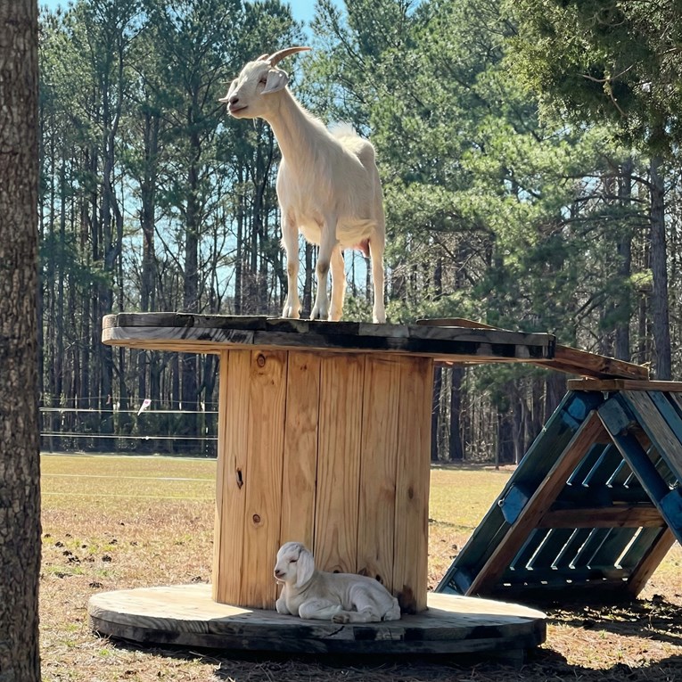 Video u kojem mama koza panično traži svoje jare (koje je ispod nje) raznježio ljude