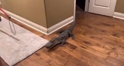 Dvometarski aligator ušao obitelji u Louisiani u kuću kroz pseća vratašca