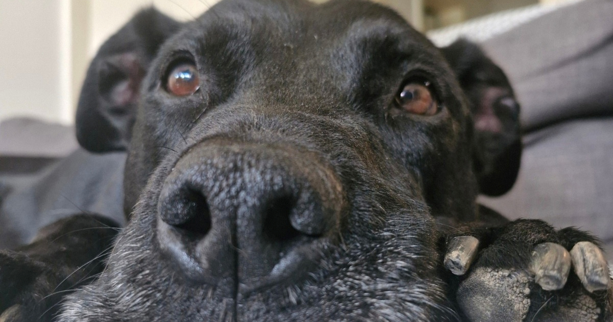 Max tra&#x17E;i novi dom nakon gubitka vlasnika. Ho&#x107;ete li mu pru&#x17E;iti priliku?