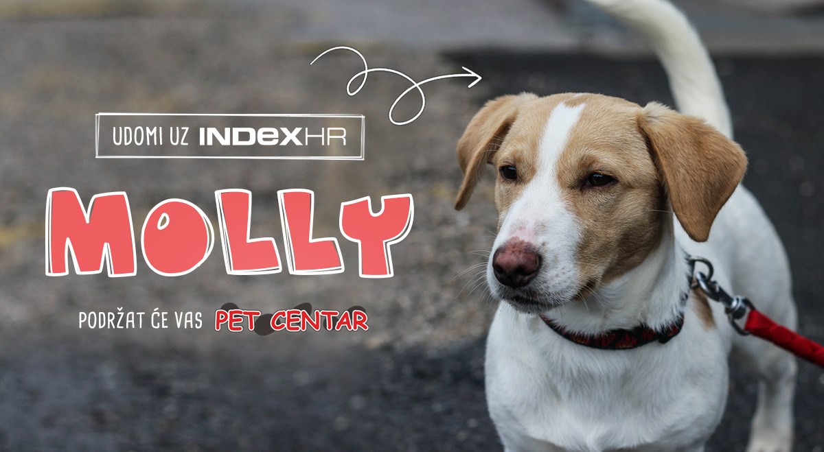 Molly su napustili i ostavili na ulici, potreban joj je topli dom i obitelj