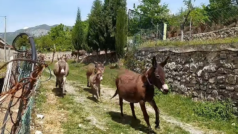 Hit snimka s farme magaraca u Martinićima: Kad se otvore frizeraji i kladionice...