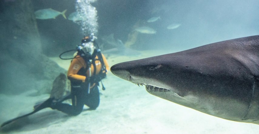 Prošle godine porastao broj neizazvanih smrtonosnih napada morskih pasa