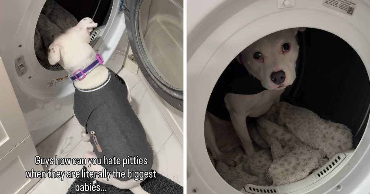 Uplašena pit bullica od grmljavine se skriva u sušilici za rublje 🥹