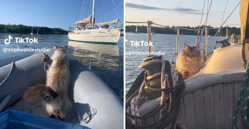 54.2 milijuna pregleda: Mačka šokirala vlasnicu tijekom vožnje čamcem