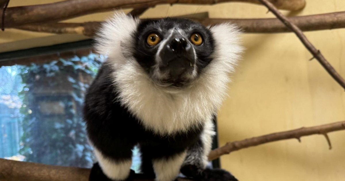 Ženka čupavouhih lemura iz Hrvatske ključna za uzgoj te ugrožene vrste