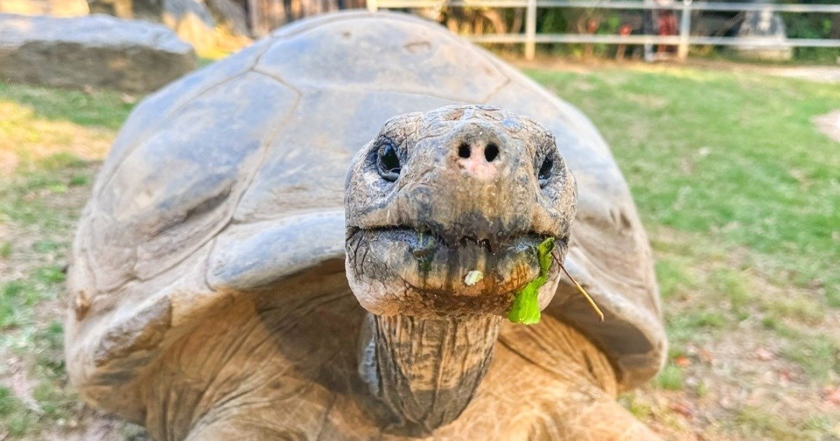 Kornjače postale roditelji u dobi o kojoj ljudi mogu samo sanjati