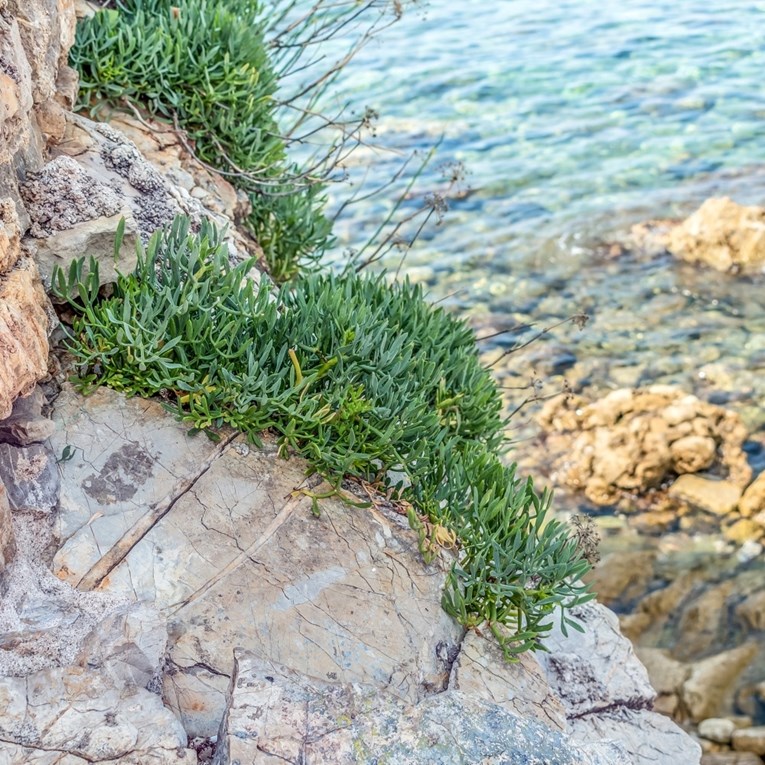 Ova biljka koja raste uz more jestiva je, a Dalmatinci je ovako pripremaju