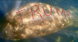 FOTO Netko je na Floridi na ugroženu morsku kravu napisao "Trump", pokrenuta istraga