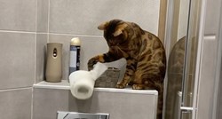 Nestašni mačak odlučio "preurediti" WC, snimka je hit