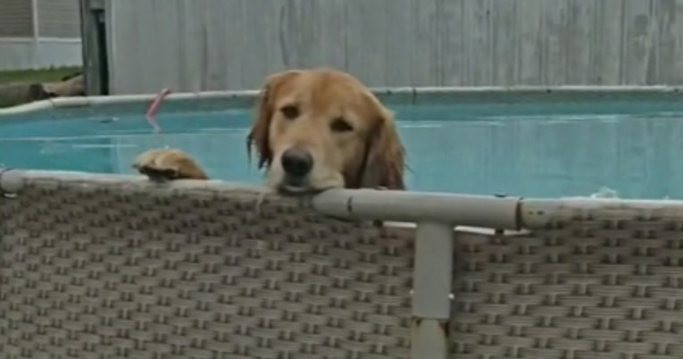 VIDEO Pas uskočio u bazen, njegova reakcija kada ga vlasnica opomene je urnebesna