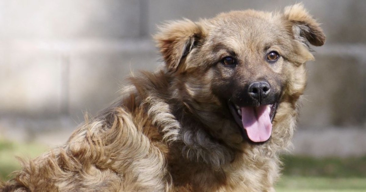 Mala njuškica s velikim srcem: Ced čeka obitelj koja će mu pružiti topli dom