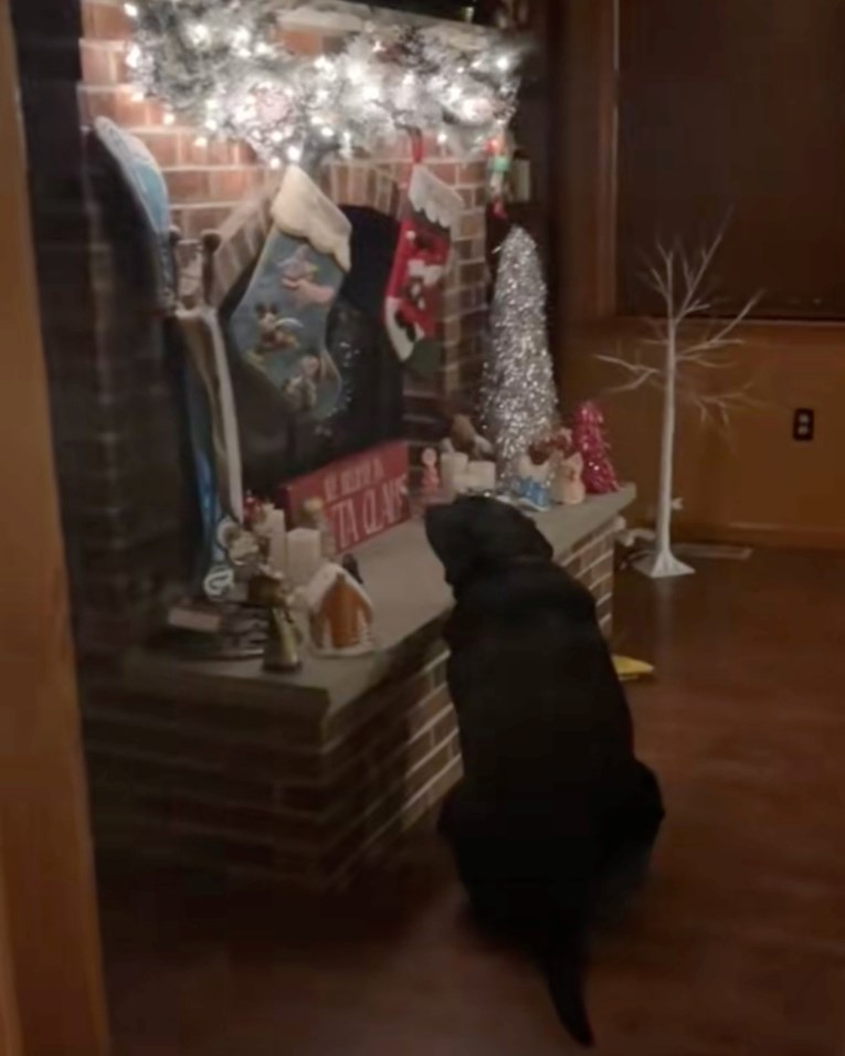 Labrador se sjeća božićnog poklona, snimka postala viralni hit
