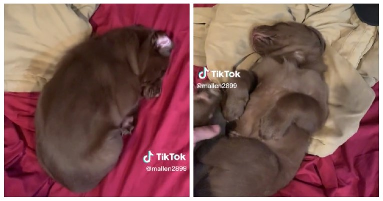 8.2 milijuna pregleda: Snimka psića koji mirno spava otopit će i najtvrđa srca