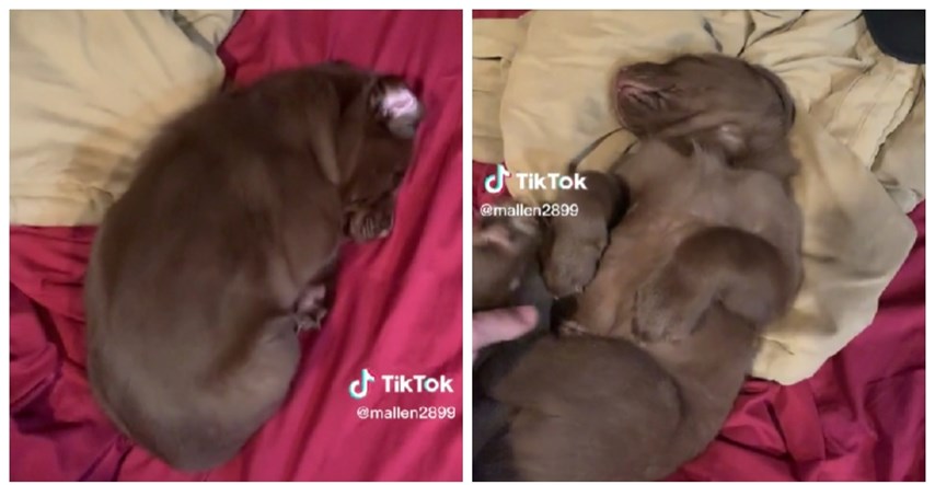 8.2 milijuna pregleda: Snimka psića koji mirno spava otopit će i najtvrđa srca