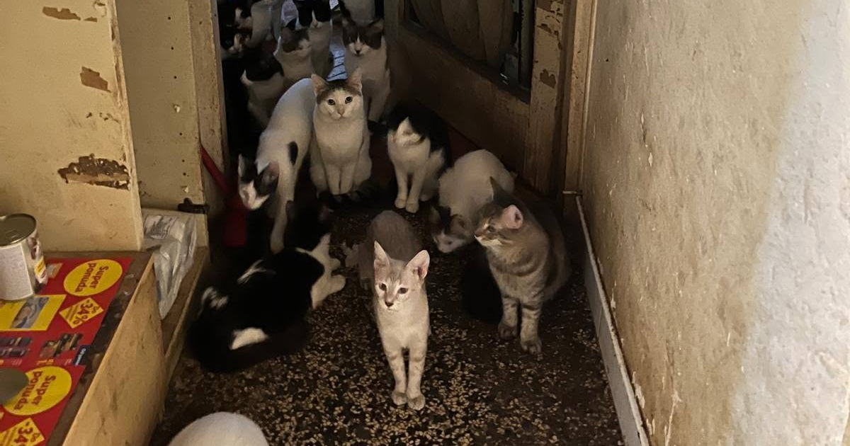 U stanu u Rijeci pronađeno 70 mačaka u nehumanim uvjetima