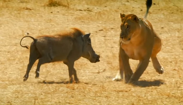 VIDEO Neočekivani ishod bitke: "Simba i Pumba baš i ne bi bili prijatelji"
