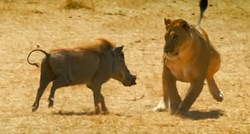 VIDEO Neočekivani ishod bitke: "Simba i Pumba baš i ne bi bili prijatelji"