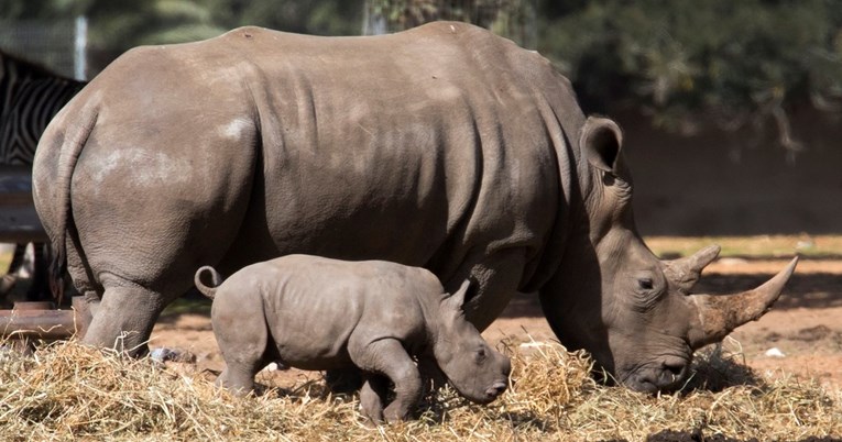 Kamera snimila dva mladunca ugrožene vrste javanskog nosoroga
