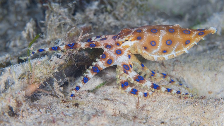 Znanstvenici: Australska hobotnica mogla bi biti ključ u borbi protiv raka kože
