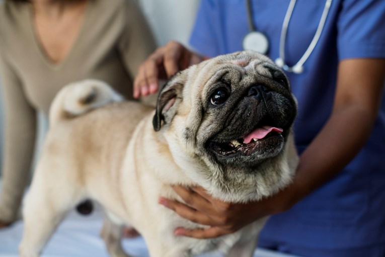 Vlasnici u strahu, zaraženi psi umiru od misteriozne bolesti