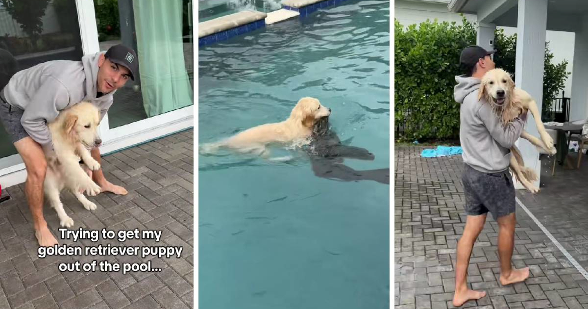 Zlatni retriver koji obožava kupanje u bazenu postao hit na TikToku