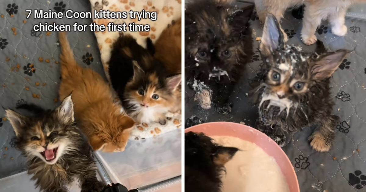 Preslatki Maine Coon mačići prvi put probali piletinu, video je hit