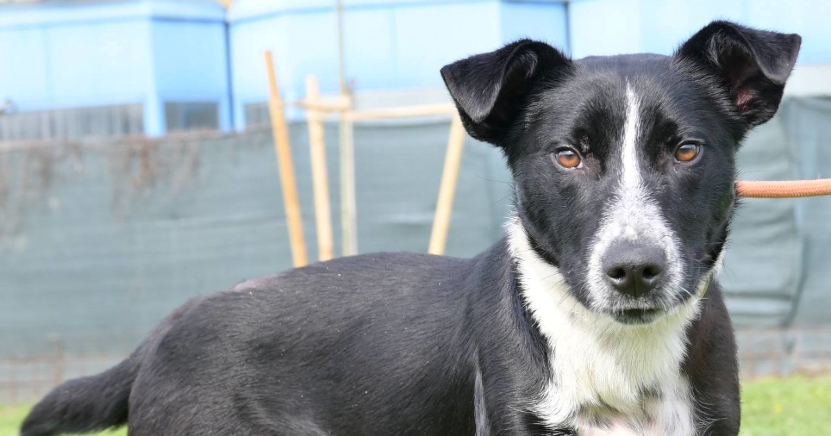 Drago je pronađen nakon što ga je udario automobil. Oporavio se i traži novi dom