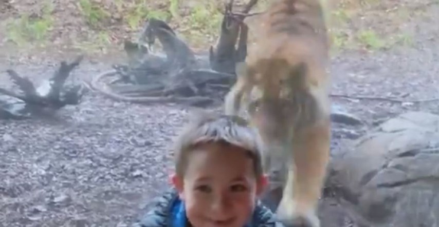 Viralna snimka: Staklo u zoološkom vrtu spasilo dječaku život od naleta tigra