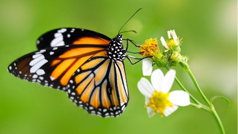 VIDEO Pogledajte prekrasnu transformaciju od ličinke do leptira