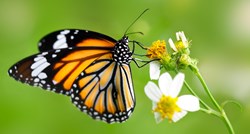 VIDEO Pogledajte prekrasnu transformaciju od ličinke do leptira