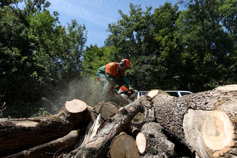 Proizvodnja drva 4.7 posto manja, cijene 2.3 posto više