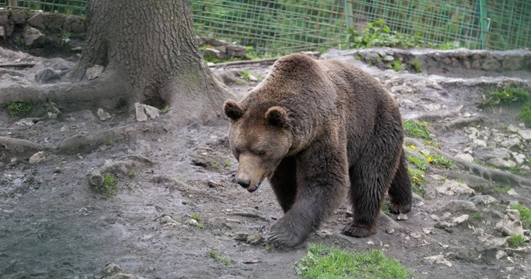 FOTO Upoznajte Mašu i Tedija, medvjede koje znaju svi na Vlašiću