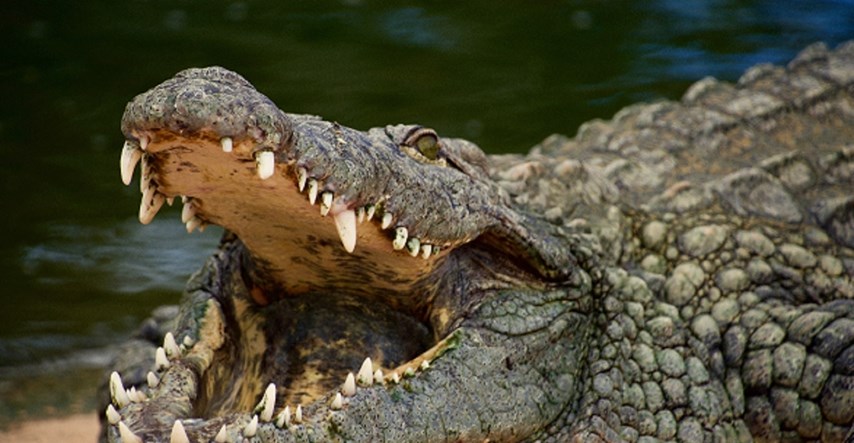 Crnogorci nude fotkanje s divljim životinjama: "Čovjek je bio u gradu s krokodilom"
