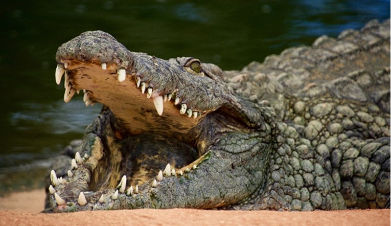 Fotkanje s divljim životinjama u C. Gori: "Inspektor ga pustio da šeta s krokodilom"