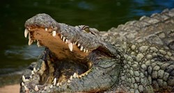Crnogorci nude fotkanje s divljim životinjama: "Čovjek je bio u gradu s krokodilom"